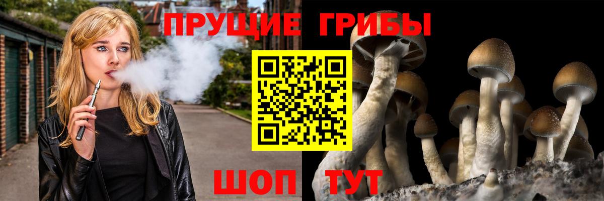 Псилоцибиновые грибы Psilocybine cubensis Всеволожск